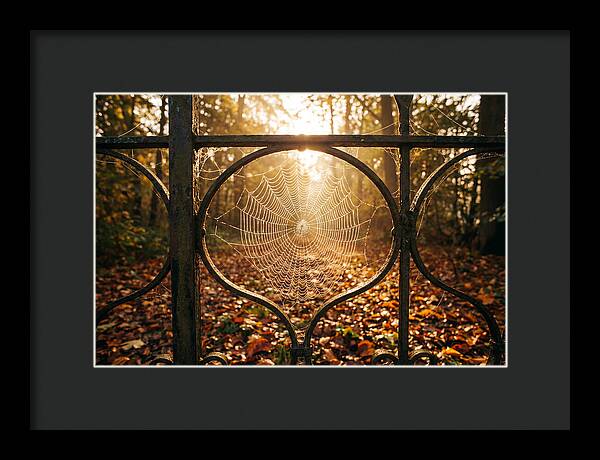 Autumn Dewy Cobwebs Glimmering