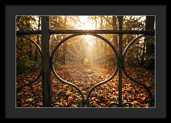 Autumn Dewy Cobwebs Glimmering