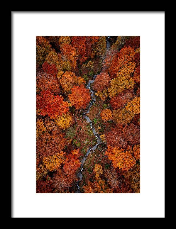 Autumn Forest From Above