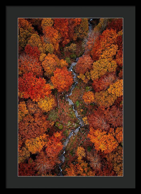 Autumn Forest From Above