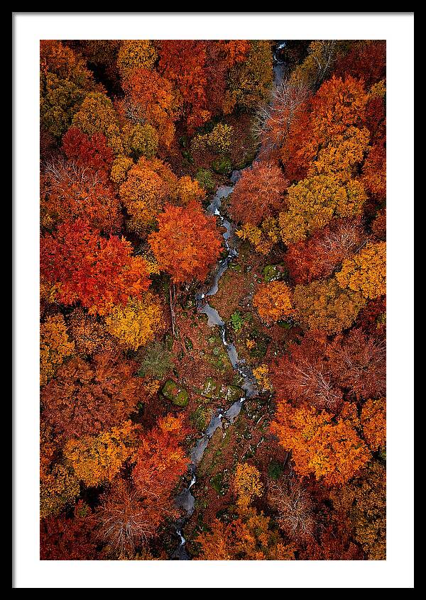 Autumn Forest From Above