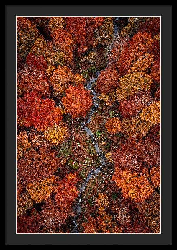 Autumn Forest From Above