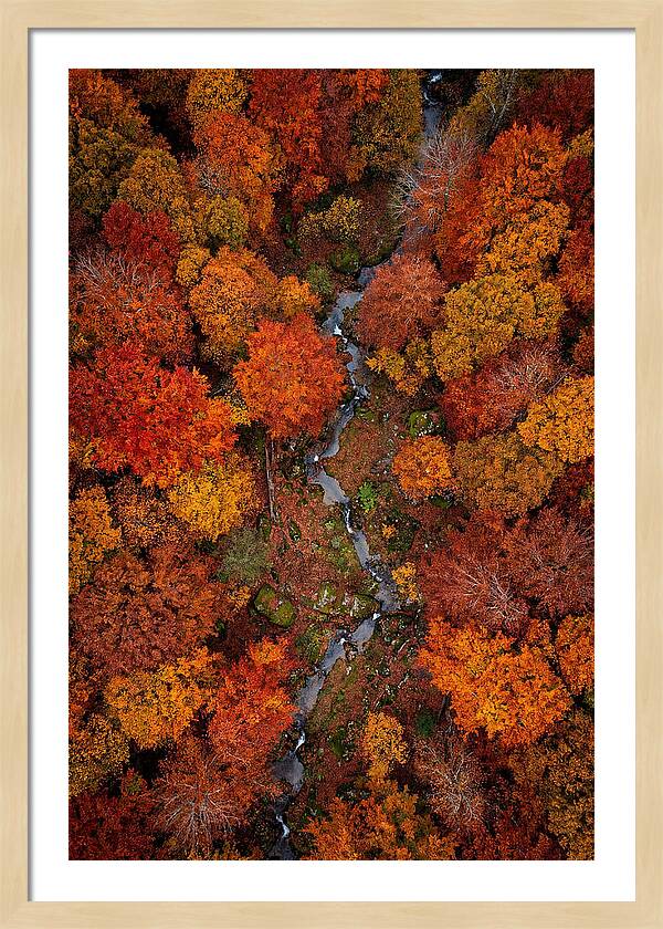 Autumn Forest From Above