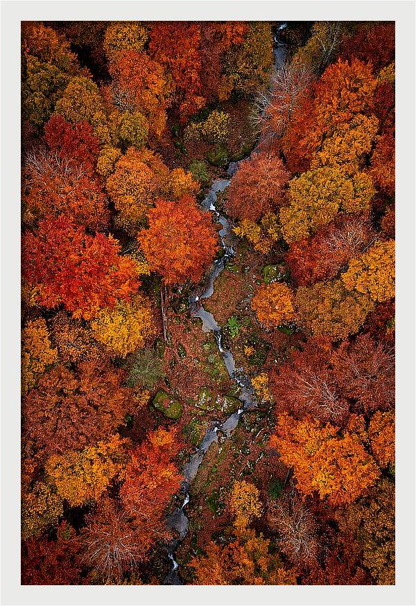 Autumn Forest From Above