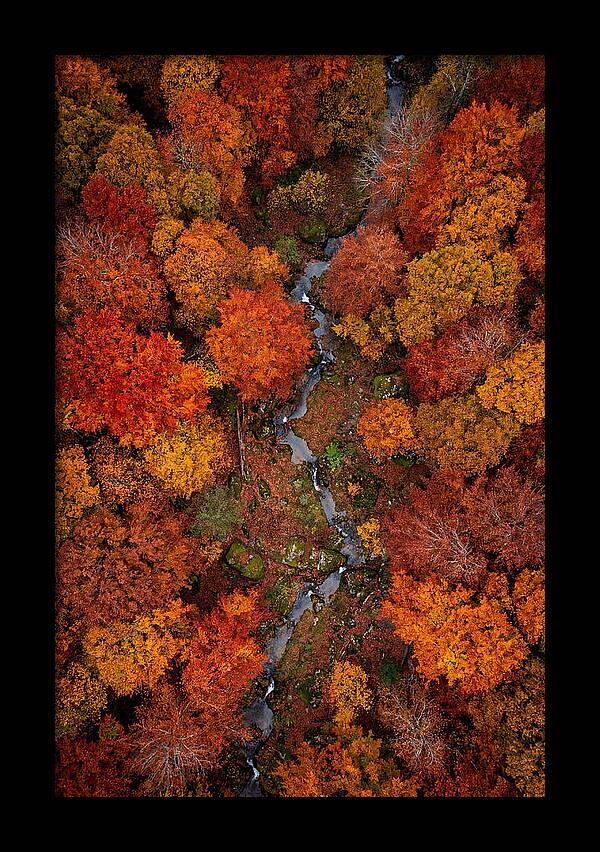 Autumn Forest From Above