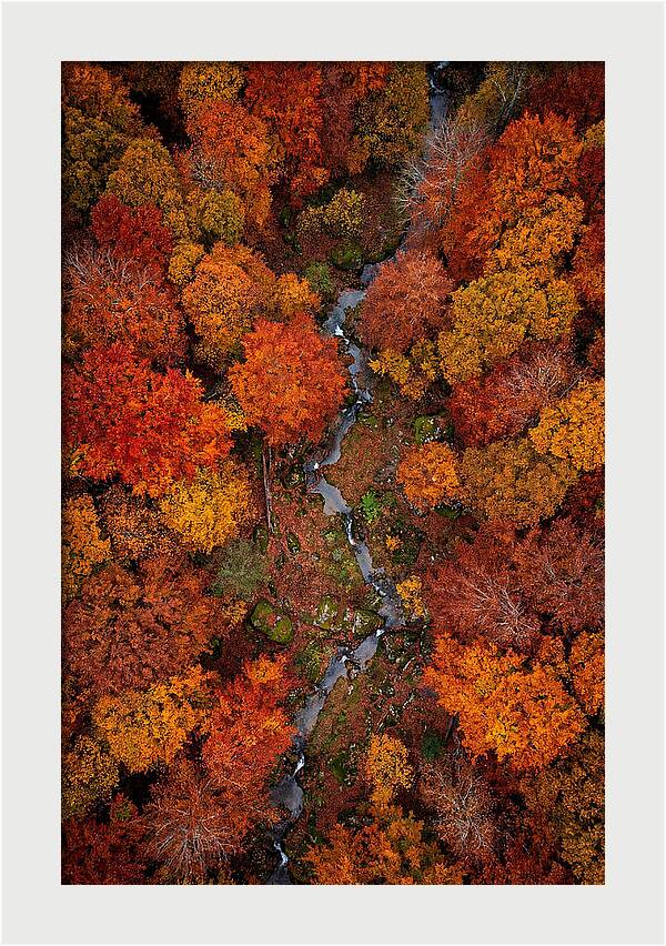 Autumn Forest From Above