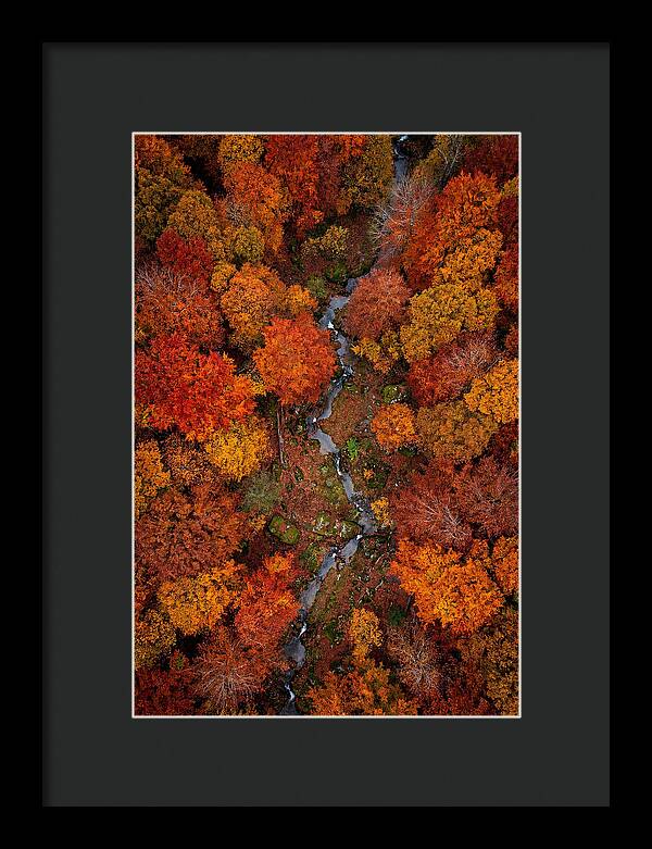 Autumn Forest From Above