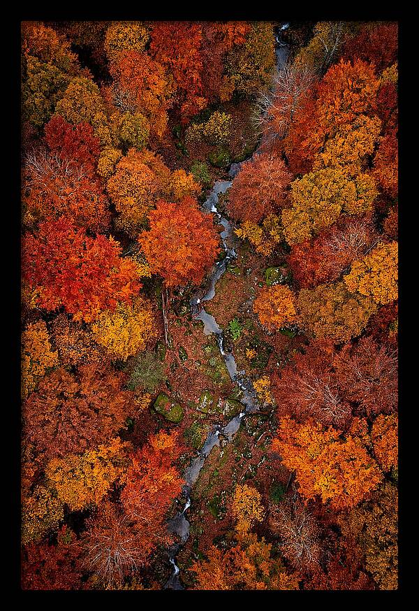 Autumn Forest From Above