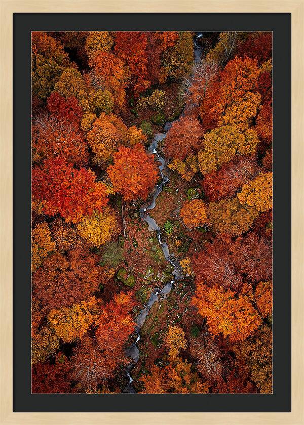 Autumn Forest From Above