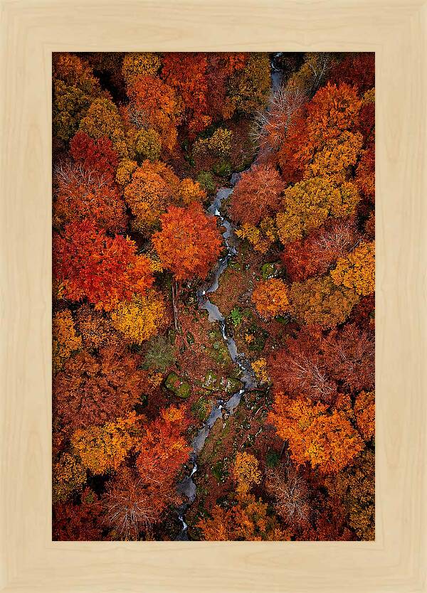 Autumn Forest From Above