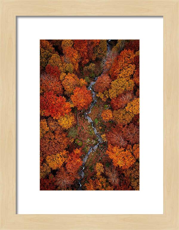 Autumn Forest From Above