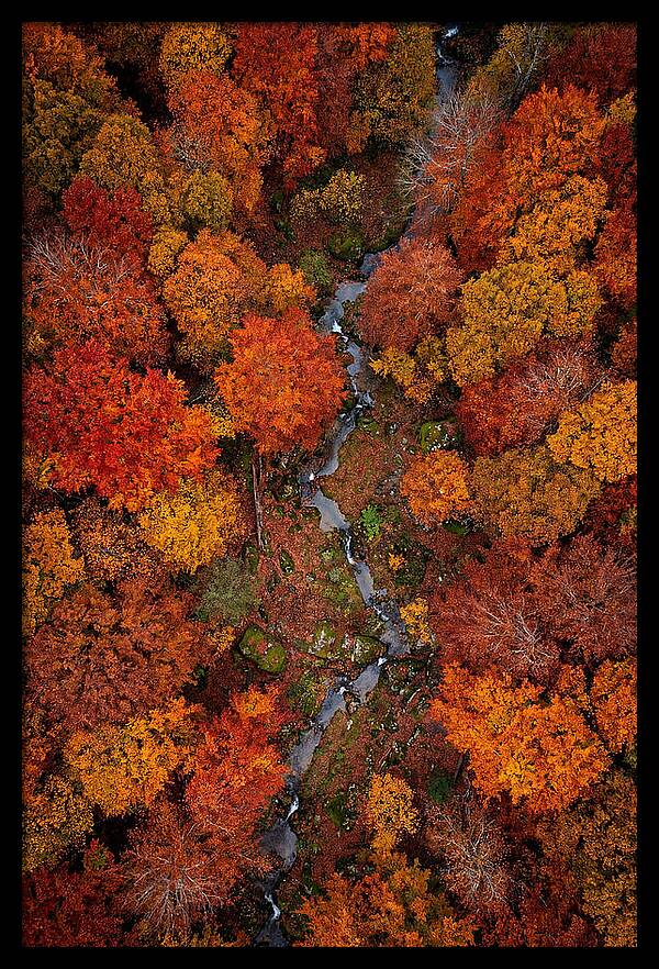 Autumn Forest From Above