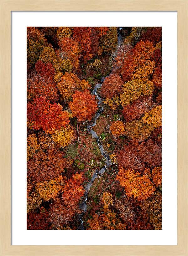 Autumn Forest From Above