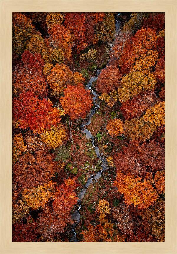 Autumn Forest From Above