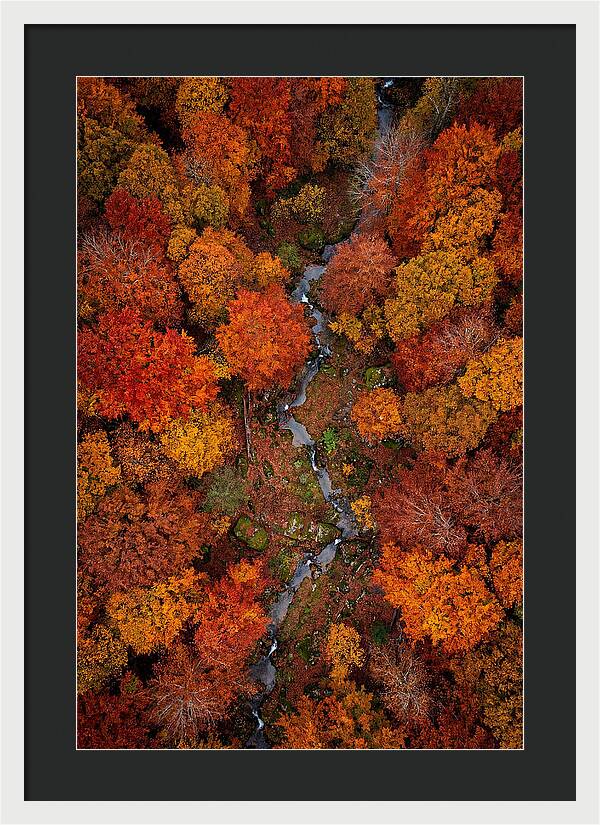 Autumn Forest From Above