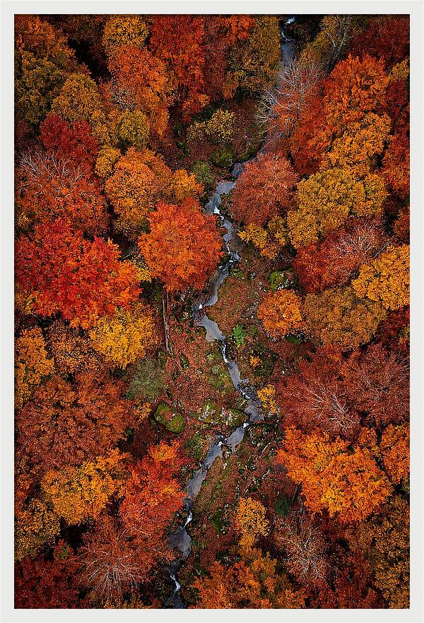Autumn Forest From Above