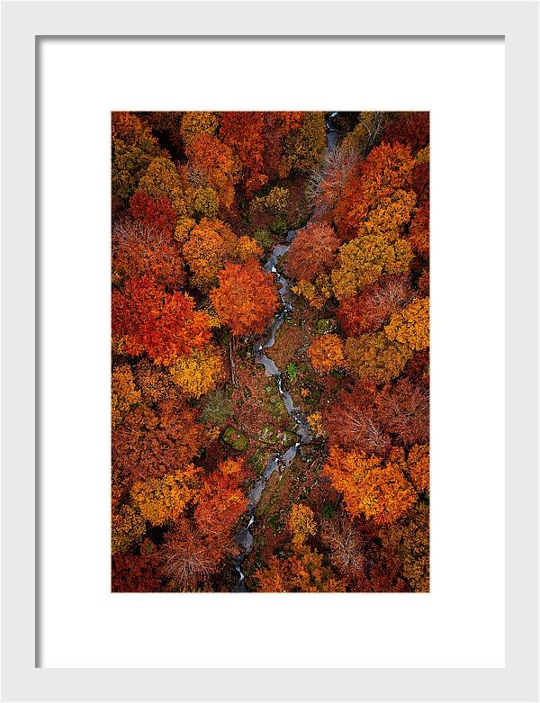 Autumn Forest From Above