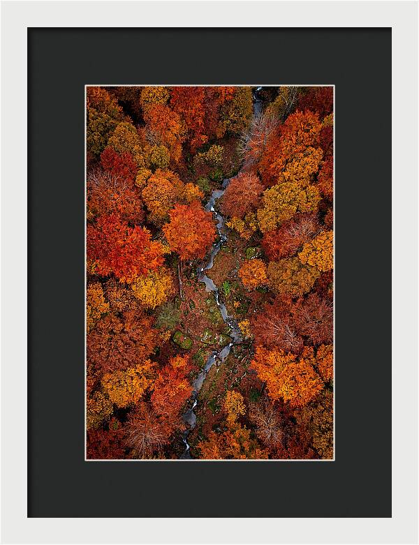 Autumn Forest From Above