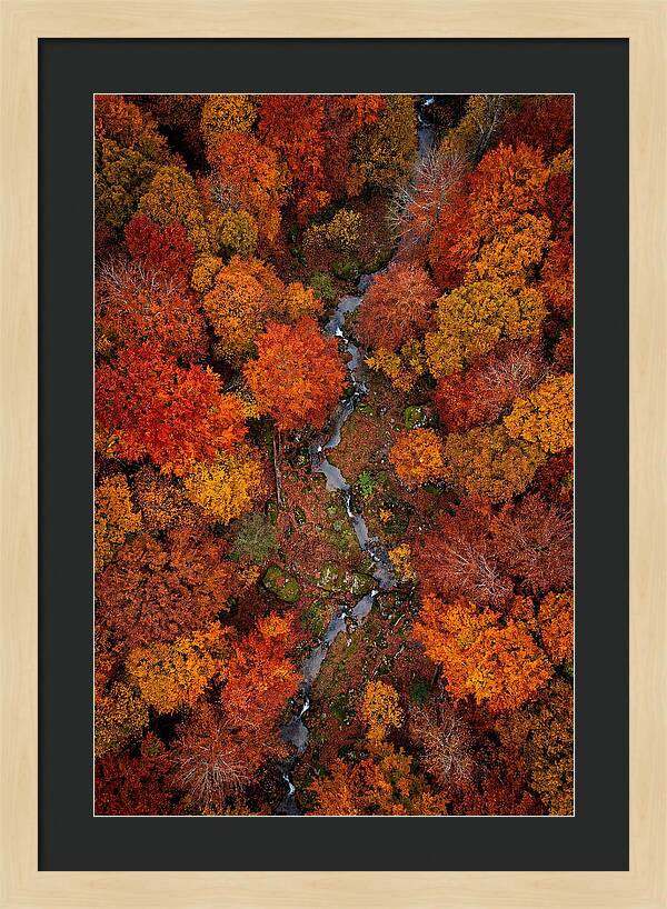 Autumn Forest From Above