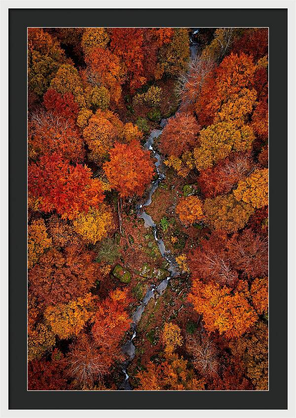 Autumn Forest From Above
