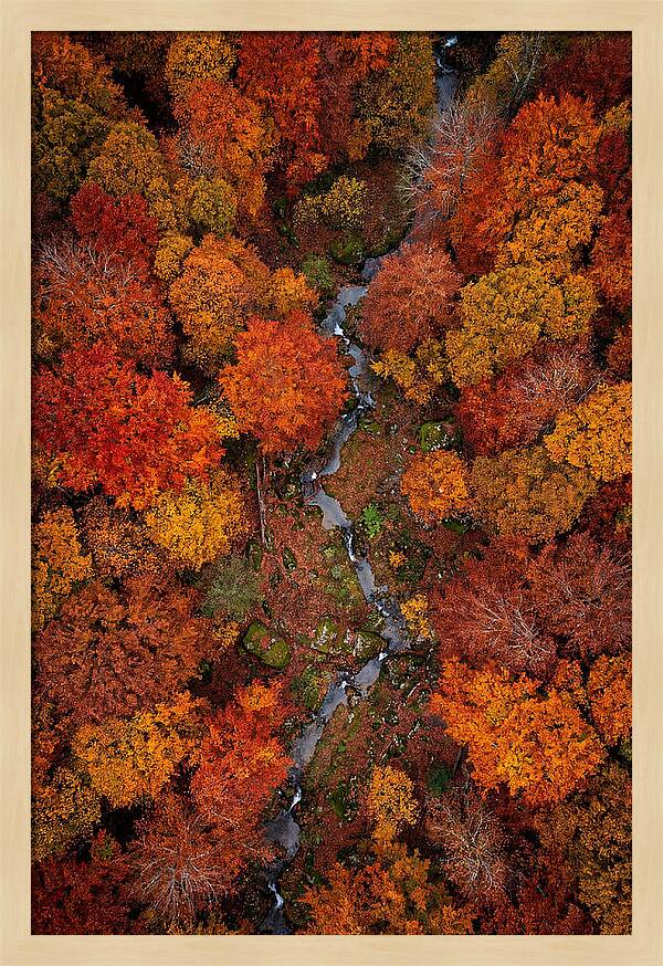Autumn Forest From Above