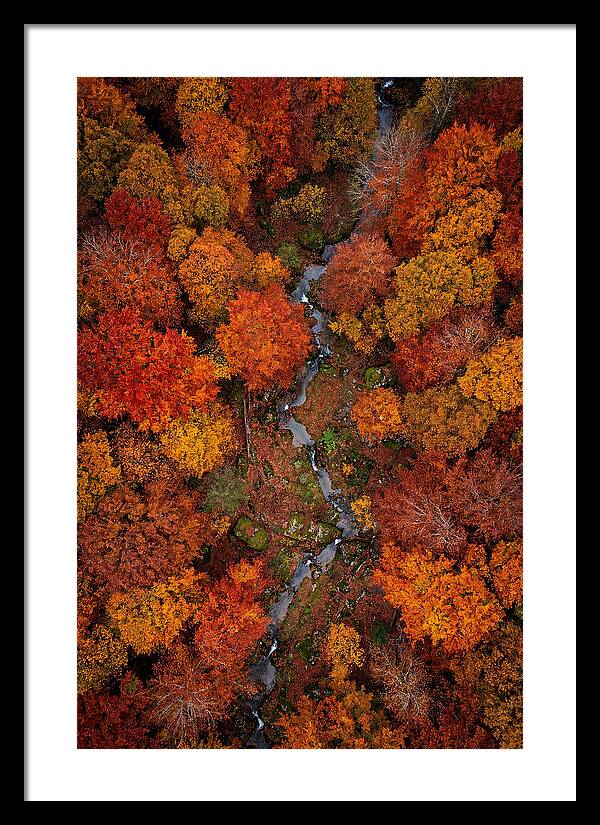 Autumn Forest From Above