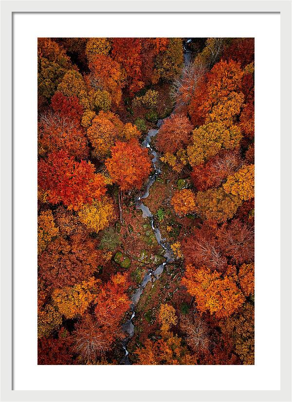 Autumn Forest From Above