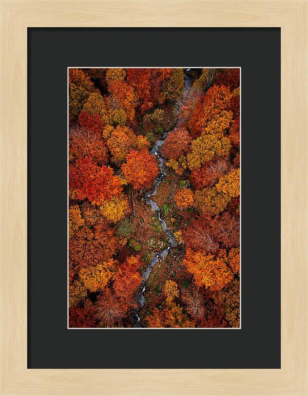 Autumn Forest From Above