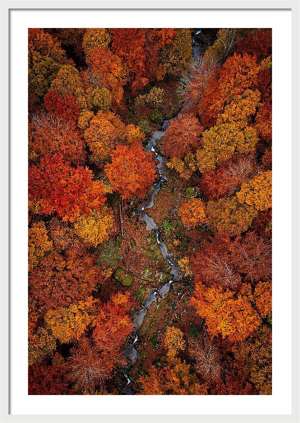 Autumn Forest From Above
