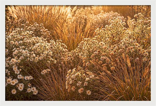 Autumn Garden Serenity