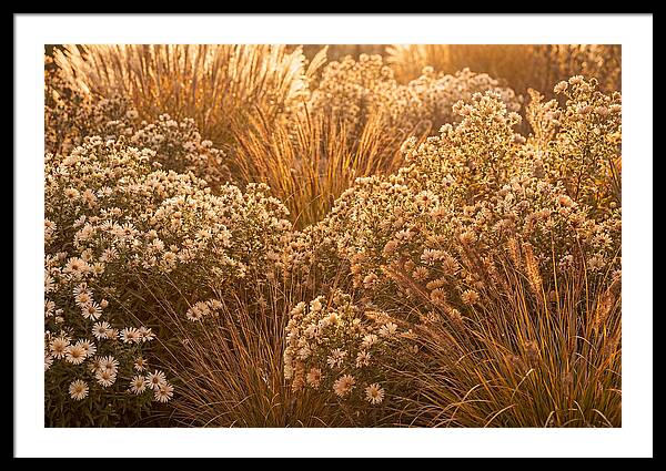 Autumn Garden Serenity