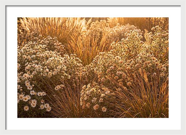 Autumn Garden Serenity