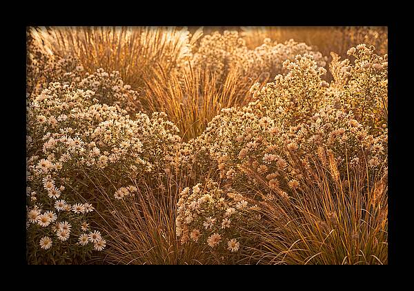 Autumn Garden Serenity
