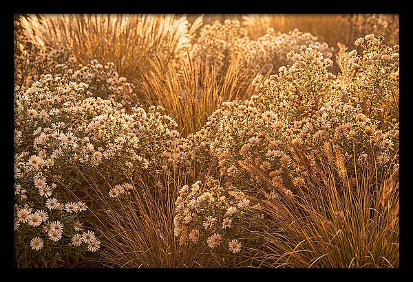 Autumn Garden Serenity