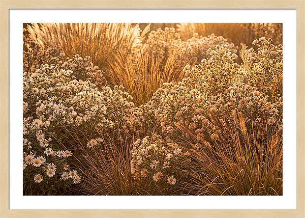Autumn Garden Serenity