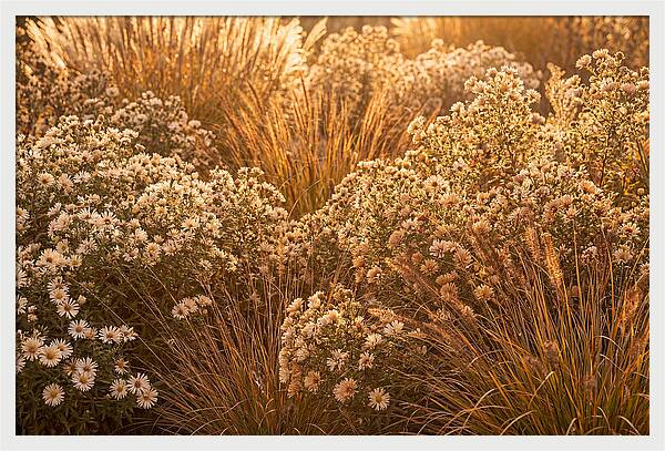 Autumn Garden Serenity