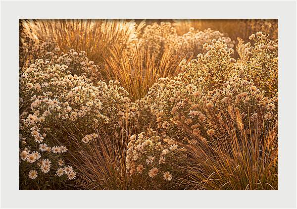 Autumn Garden Serenity