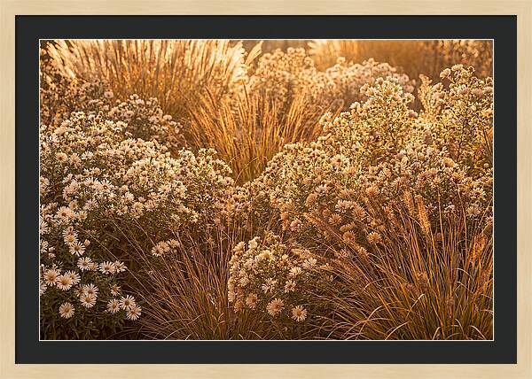 Autumn Garden Serenity