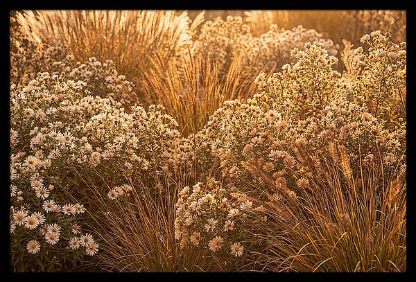 Autumn Garden Serenity