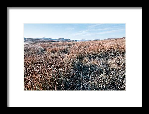 Autumn Grasses Turning Bronze