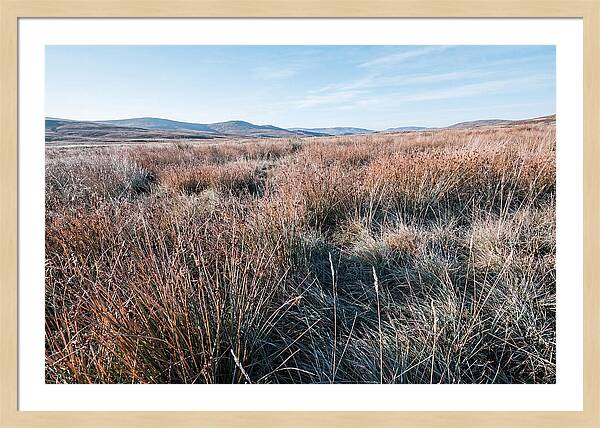 Autumn Grasses Turning Bronze