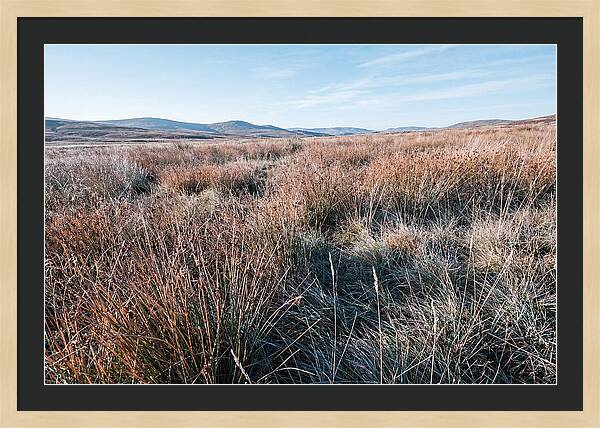 Autumn Grasses Turning Bronze