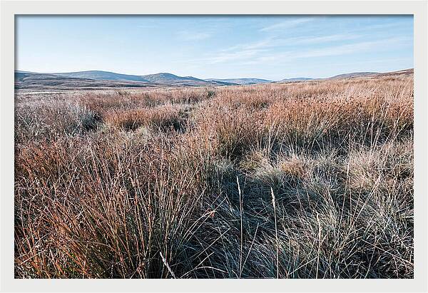 Autumn Grasses Turning Bronze