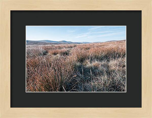 Autumn Grasses Turning Bronze
