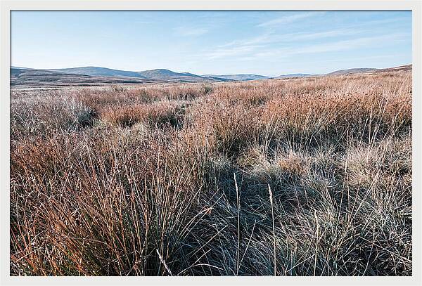 Autumn Grasses Turning Bronze
