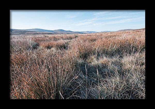 Autumn Grasses Turning Bronze