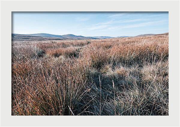 Autumn Grasses Turning Bronze