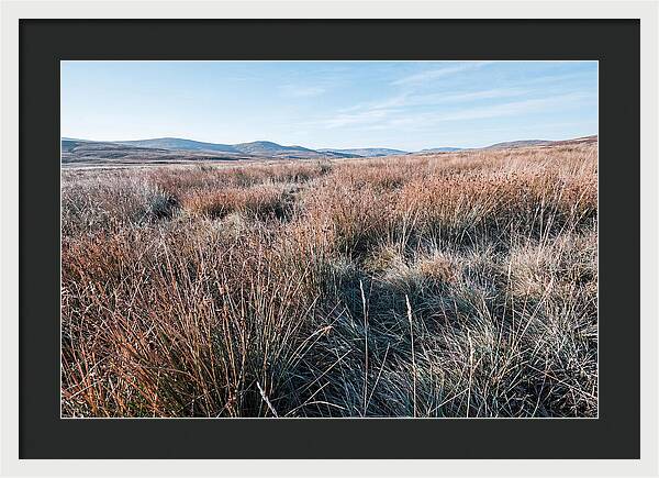 Autumn Grasses Turning Bronze