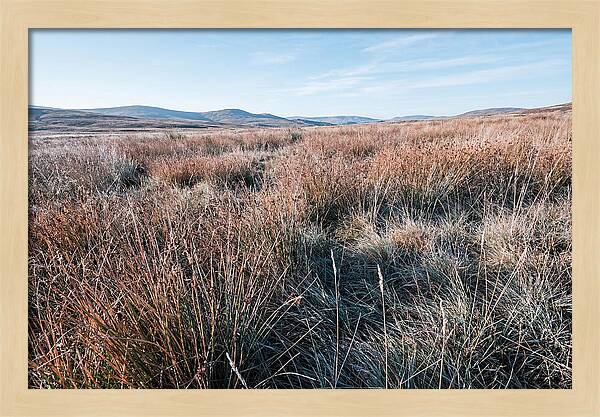 Autumn Grasses Turning Bronze