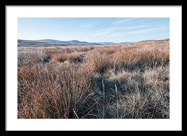 Autumn Grasses Turning Bronze